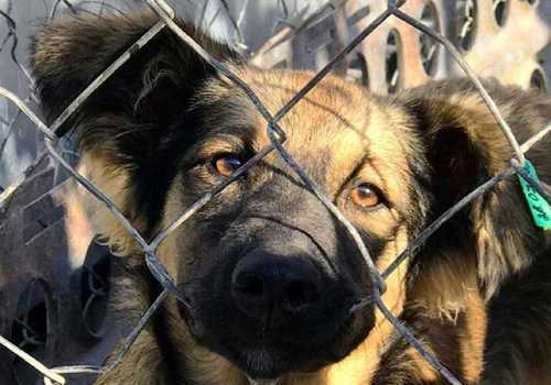 Налог на животных в Крыму: платить или выкинуть питомца?
