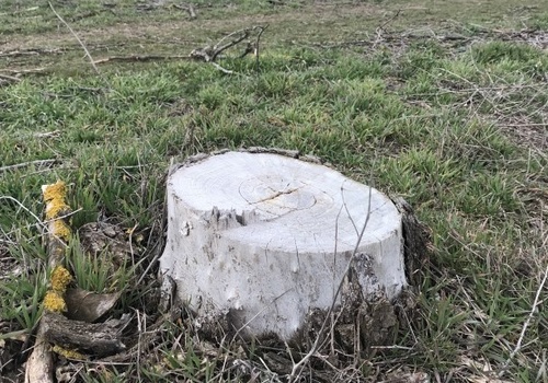В Крыму от засоления почвы стали гибнуть деревья
