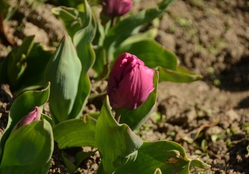 Проклюнулись первые участники двенадцатого по счёту Парада тюльпанов в Никитском саду ФОТО