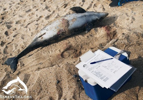 Запутались в сетях браконьеров: В Крыму на берег вынесло почти два десятка мертвых дельфинов