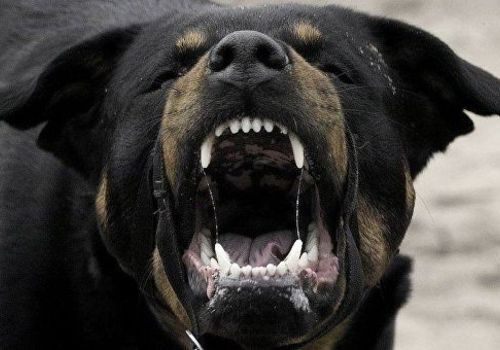 Из-за бешеных собак в крымских селах объявлен карантин