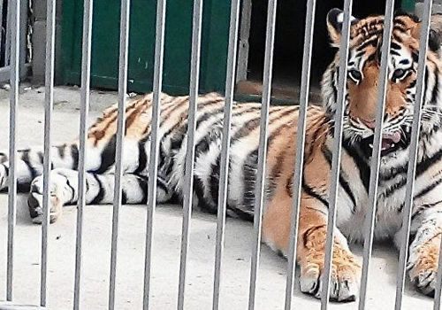 В Крыму расследуют смерть в зооуголке молодого тигра
