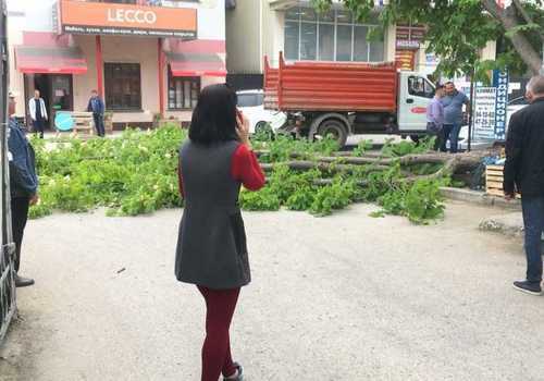 Дерево у Соловьёвского рынка в Севастополе упало повторно ФОТО
