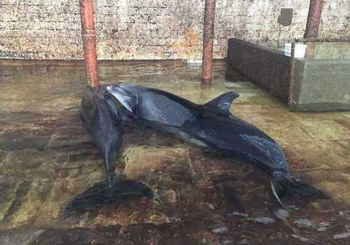 В Крыму вспыхнул скандал вокруг карадагского дельфинария ФОТО