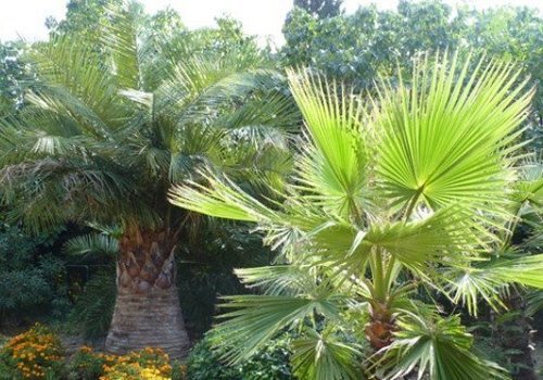 Уже поражено 80%: пальмы на ЮБК могут полностью исчезнуть