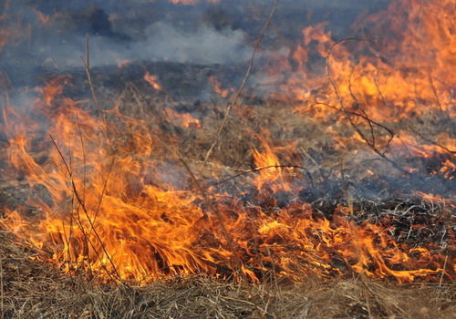 В Крыму массово горят поля
