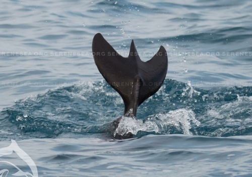 Дельфина-мутанта заметили у берегов Крыма