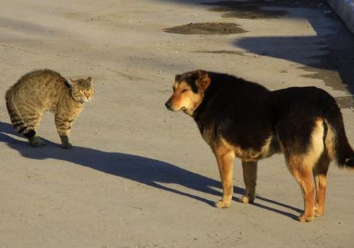 В Крыму хотят создать зоопатруль для защиты животных