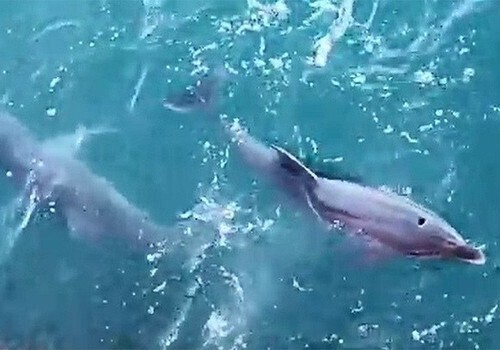 Моряки сняли, как охотятся дельфины под Крымским мостом