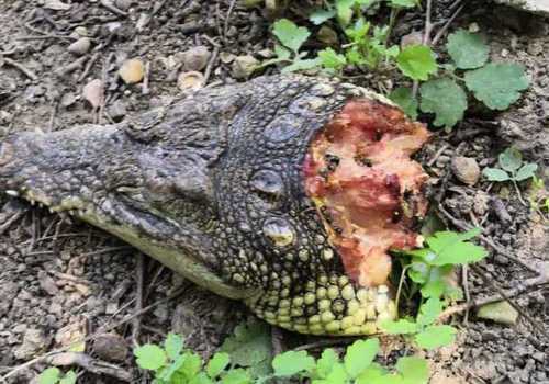 Съели, наверное: эксперты рассказали, откуда в столице Крыма могли взяться крокодильи головы