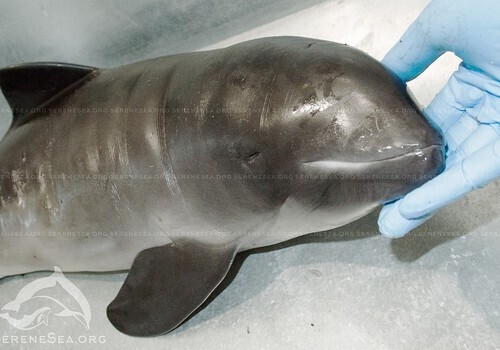 В Крыму уже погибло 300 малышей дельфинов ВИДЕО