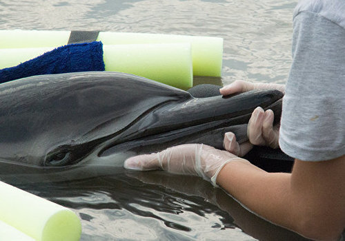 В Крыму на берег выбросились пять дельфинов