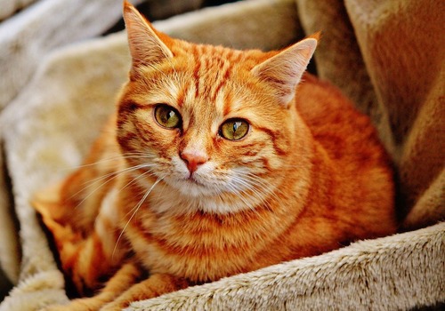 Пользователи Instagram засыпали угрозами жителя Симферополя за фото освежёванной кошачьей головы