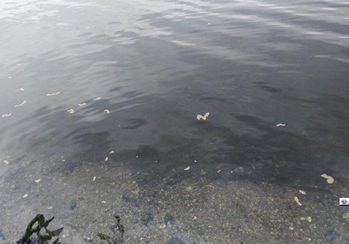 В море у Керчи, куда ассенизаторы слили канализацию, не нашли загрязнений - и разрешили купаться