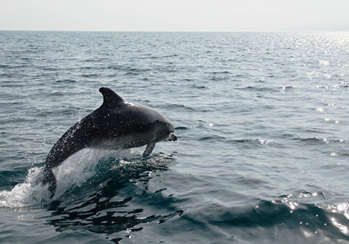 Исчезающая "улыбка" моря: Крым может лишиться дельфинов навсегда