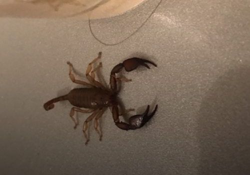 "Думала, с ума сойду от страха!": Жительница Ялты нашла в туалете скорпиона