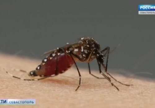 На территории Максимовой дачи обнаружили малярийных комаров ВИДЕО