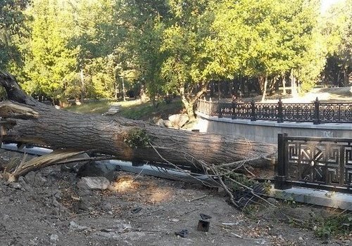 В Симферополе упавшее дерево разбило ограждение на набережной Салгира