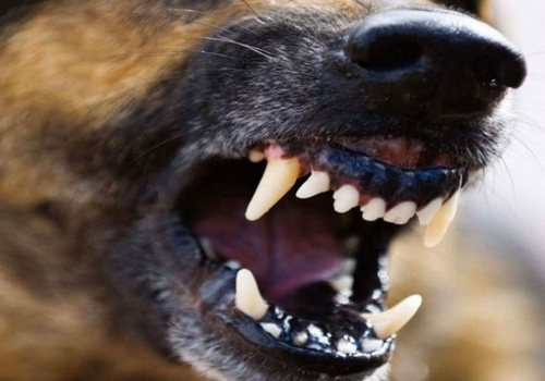 В Евпатории собака оторвала часть лица у 4-летней девочки
