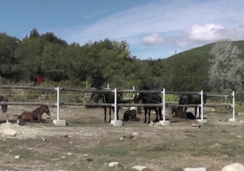 В Крыму лошадь едва не забила копытами насмерть девочку ФОТО