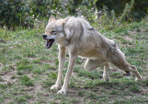«Схватил за челюсть и завалил»: в Крыму бывший десантник голыми руками задушил волка