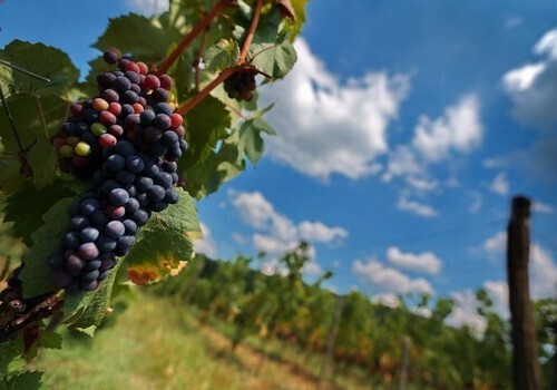 70 процентов крымских вин - подделка или фальсификат