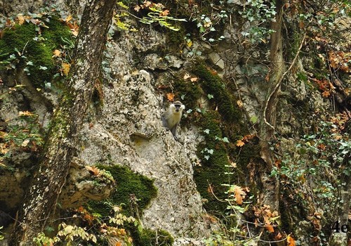 Фотофакт: В крымском лесу туристы увидели обезьяну