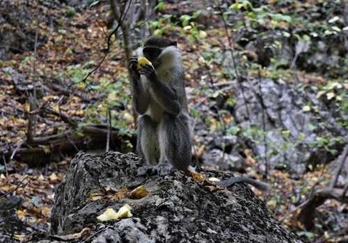 Найти обезьяну: поселившегося в лесах Крыма экзотического зверя пытаются спасти от смерти