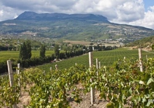 В Крыму уверены, что развивать виноделие на полуострове мешает жадность