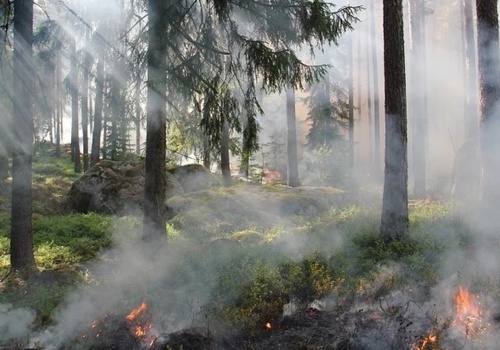 В Симферопольском районе начался лесной пожар