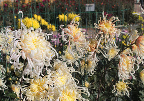 В Крыму выбрали самый красивый цветок ежегодного Бала хризантем ФОТО