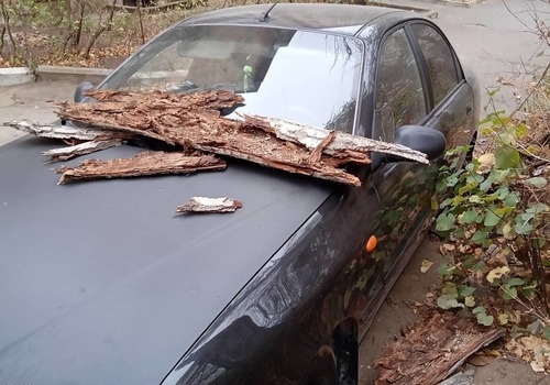 В Симферополе из-за сильного ветра массово падают деревья, одного человека придавило ФОТО