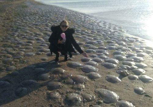 Тысячи медуз выбросило после шторма на берег Крыма