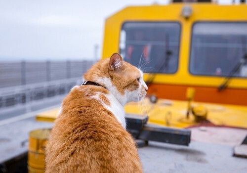 Поклонники хотят украсить поезд через Крымский мост изображением рыжего кота ФОТО