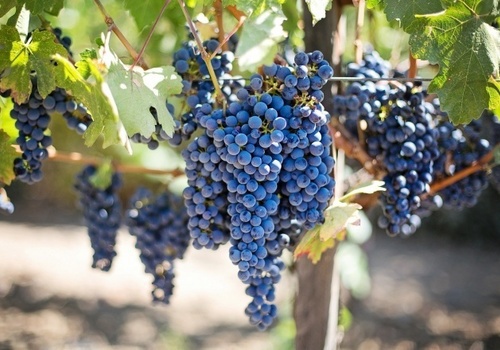 Крымские аграрии собрали рекордный урожай винограда
