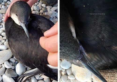 На пляже в Крыму обнаружили редкую птицу