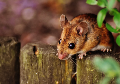 Мыши наступают - крымчан предупредили об увеличении числа грызунов