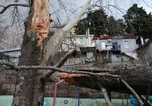 Мокрый снег и ураган: в Ялте ветер валит вековые деревья ФОТО