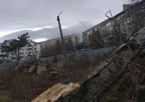 В Крыму штормовой ветер валил деревья ФОТО