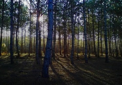 Леса Крыма с сегодняшнего дня закрыты для посещения: граждане превратили карантин в пикник