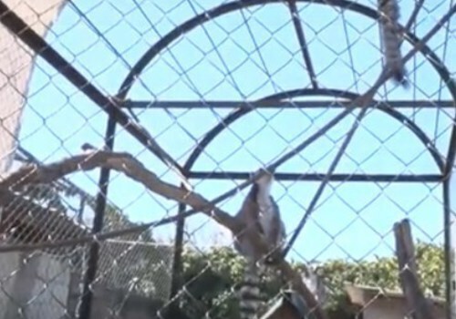 Животные в севастопольских зоопарках грустят без людей ВИДЕО