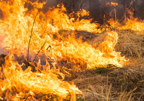 Из-за неосторожного обращения с огнем загорелся лес под Симферополем