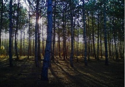 На майские праздники в леса Крыма проход запрещен