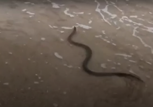 Теперь нужно быть внимательными: Отдыхающие встретили на пляже в Керчи змею ВИДЕО