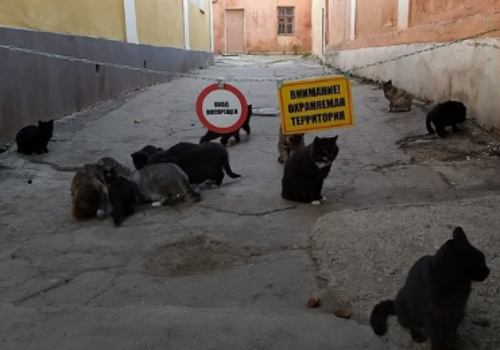Появились фото котов, охраняющих картинную галерею в Феодосии