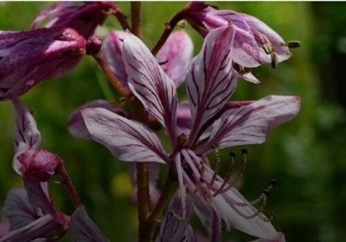 В Крыму распустилась купина неопалимая – опасное ядовитое растение