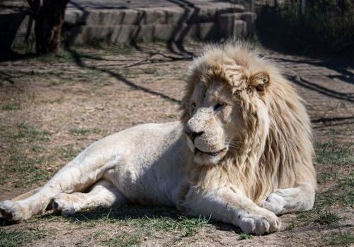 Зубков рассказал, когда откроется парк львов "Тайган"
