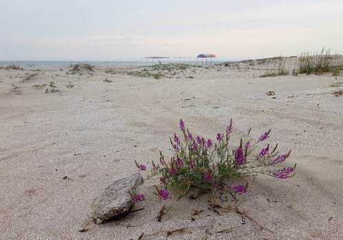 Благоустройство пляжей по-крымски: дикие дюны сравняли бульдозером ФОТО