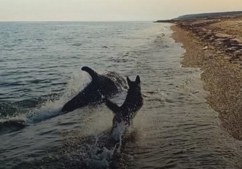 В Крыму дельфин подружился с овчаркой ФОТО
