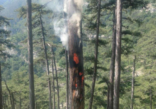 В лесу Ялты от удара молнии загорелось дерево ФОТО